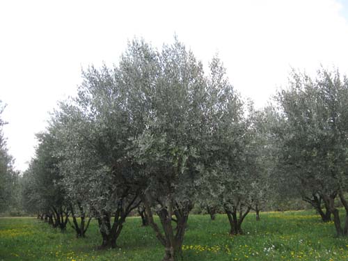 Assignan olives.jpg